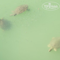 фото из отзыва ID 1578605