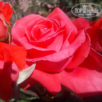 фото из отзыва ID 1575626