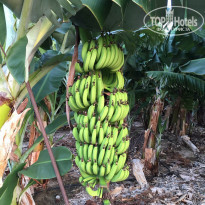 фото из отзыва ID 1581415