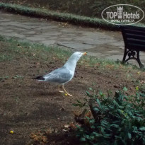 фото из отзыва ID 1584797