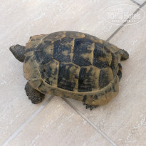 фото из отзыва ID 1583897