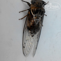 фото из отзыва ID 1585787