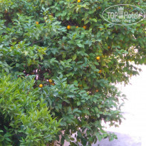 фото из отзыва ID 1587396