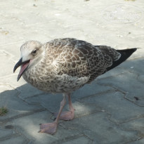 фото из отзыва ID 1588439