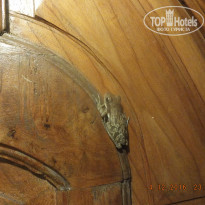 фото из отзыва ID 1588993