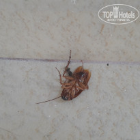 фото из отзыва ID 1589009