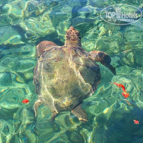 фото из отзыва ID 1589379