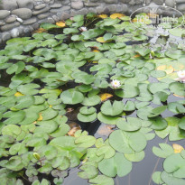 фото из отзыва ID 1589677