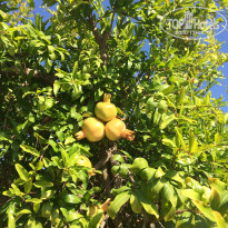 фото из отзыва ID 1590136