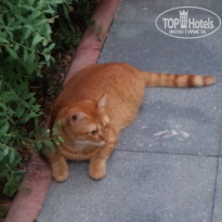 фото из отзыва ID 1591230