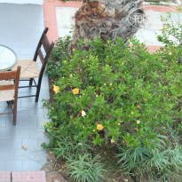 фото из отзыва ID 1592000