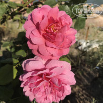 фото из отзыва ID 1592693