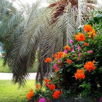 фото из отзыва ID 1595424