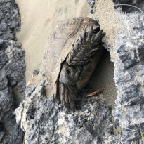 фото из отзыва ID 1597290