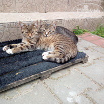 фото из отзыва ID 1591332