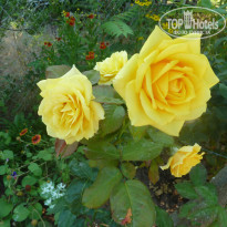 фото из отзыва ID 1597991