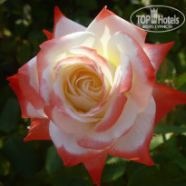 фото из отзыва ID 1597991