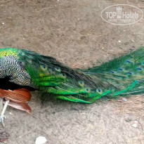 фото из отзыва ID 1598062