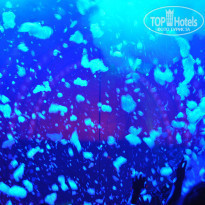 фото из отзыва ID 1599272