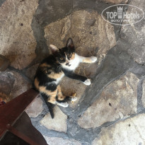 фото из отзыва ID 1599793