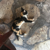 фото из отзыва ID 1599793