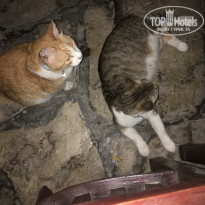 фото из отзыва ID 1599793