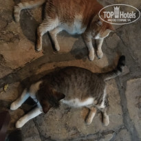 фото из отзыва ID 1599793