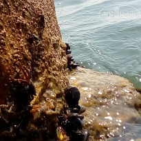 фото из отзыва ID 1601555