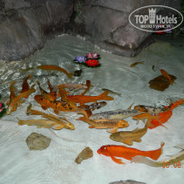 фото из отзыва ID 1602534