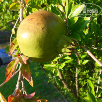 фото из отзыва ID 1602866