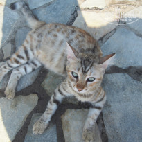 фото из отзыва ID 1602514