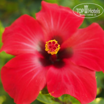 фото из отзыва ID 1602514