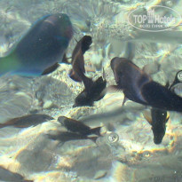 фото из отзыва ID 1604672