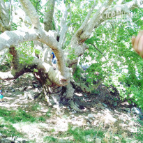 фото из отзыва ID 1604883