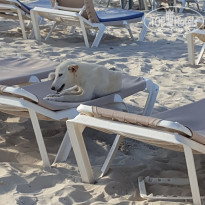 фото из отзыва ID 1605152