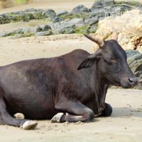 фото из отзыва ID 1605619