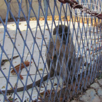 фото из отзыва ID 1606755