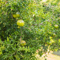 фото из отзыва ID 1606763