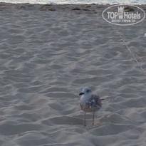 фото из отзыва ID 1606955