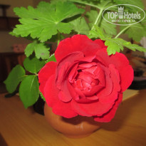 фото из отзыва ID 1607861