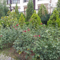 фото из отзыва ID 1609516