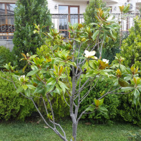 фото из отзыва ID 1609516