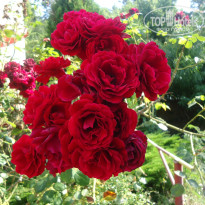 фото из отзыва ID 1605548