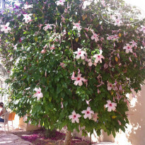 фото из отзыва ID 1610194