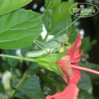 фото из отзыва ID 1610311