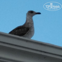 фото из отзыва ID 1610911