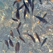 фото из отзыва ID 1611520