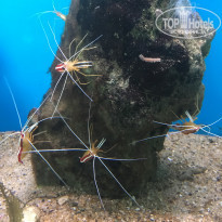 фото из отзыва ID 1611711