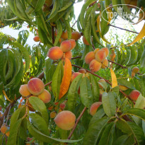 фото из отзыва ID 1612431