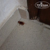 фото из отзыва ID 1618158